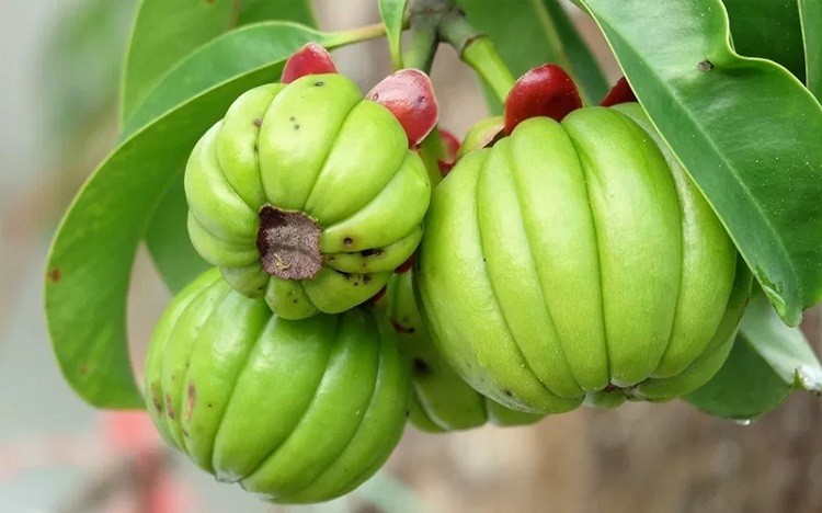 Garcinia Cambogia