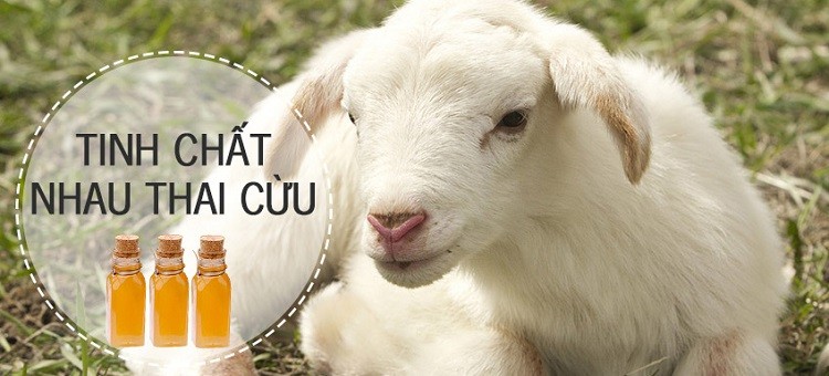 Tinh chất nhau thai cừu