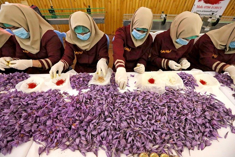 chế biến Nhụy hoa nghệ tây Saffron
