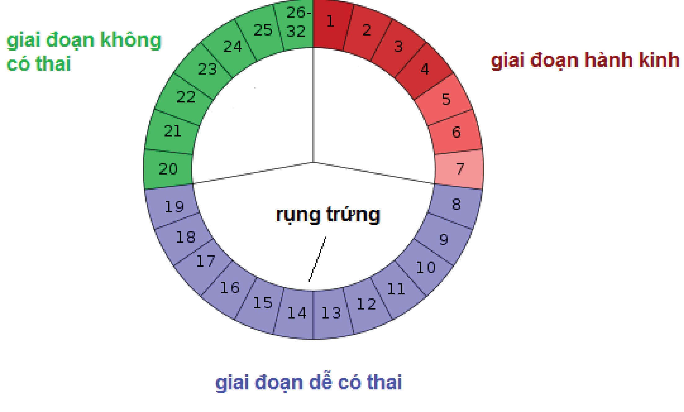 Chu kỳ kinh nguyệt và khả năng thụ thai