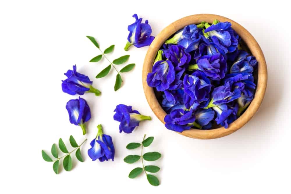 Cách làm đẹp bằng hoa đậu biếc ít ai ngờ đến lá hoa đậu biếc, hoa đậu biếc làm đẹp, làm gì với hoa đậu biếc, sử dụng hoa đậu biếc, làm đẹp với hoa đậu biếc, tác dụng làm đẹp của hoa đậu biếc, cách làm đẹp bằng hoa đậu biếc